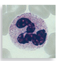Each numbered figure 1-4 represents a cell that provides an immune defense. Each lettered figure A-D shows a pathogenic microbe. Name the type of defense and match it with its primary target microbe and effects.   (1) Figure 14.19   (2) Page 435   (3) Page 435   (4) Page 435   A Figure 18.8   B Figure 23.21 inset   C Table 25.1   D Opener, Chapter 14<div style=padding-top: 35px> 