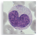 Each numbered figure 1-4 represents a cell that provides an immune defense. Each lettered figure A-D shows a pathogenic microbe. Name the type of defense and match it with its primary target microbe and effects.   (1) Figure 14.19   (2) Page 435   (3) Page 435   (4) Page 435   A Figure 18.8   B Figure 23.21 inset   C Table 25.1   D Opener, Chapter 14<div style=padding-top: 35px> 
