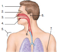 Compose a one- or two-paragraph answer that includes the factual information needed to completely address the question. Check Your Progress questions can also be used for writing-challenge exercises. a. Use the lines on the figure to describe the major components of the first line of defense. b. What effects do these defenses have on microbes?  <div style=padding-top: 35px> 