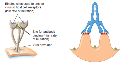 Refer to figures 25.2 and 25.23, and compare and contrast how both viruses use surface receptors to evade an immune reaction and neutralizing antibodies.  