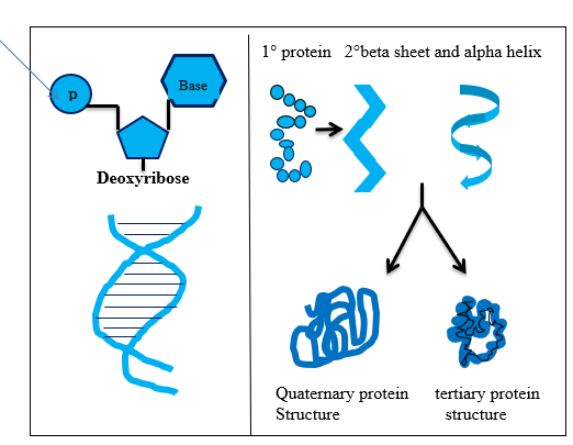 DNA (deoxyribonucleic acid) and proteins are two macromolecules of great importance to an organism. DNA belongs to class of molecules named as nucleic acids formed by joining several nucleotides together. A nucleotide is made up of a five-carbon sugar; deoxyribose in case of DNA, one phosphate group and nitrogenous base. Four nitrogenous bases found in DNA are adenine, guanine, cytosine and thymine.In a nucleotide phosphate group is attached to 5'carbon of sugar and nitrogenous is joined to 1'carbon of sugar. Nucleotides are joined together by phosphodiester bond. DNA forms a double helical structure where adenine pairs with thymine and cytosine pairs with guanine. Two nitrogenous bases are joined by hydrogen bonds.Proteins are large molecules composed of smaller units called amino acids. Amino acid is compound having an amino group and a carboxyl group at one end of R side chain. Arrangement of amino acids determines the structure of protein, primary, secondary, or tertiary.  When amino acids arrange in linear fashion they constitute primary structure of proteins. Secondary structure of protein is formed by interaction between neighbouring amino acids. Tertiary structure of proteins represents the three-dimensional shape of protein due to interaction between primary and secondary protein structure. Repeated folding of tertiary structure give rise to quaternary protein structure.  