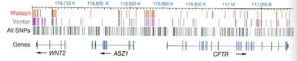 If you examine Fig. 10.5 closely, you will note that there are some regions, such as between nucleotides 116,870K and 116,890K, in which James Watson and Craig Venter share the same SNPs, surrounded by regions in which these two men do not share any SNPs. What does this fact say about the relationship between these two men, and how do you think this pattern of shared and unshared SNPs arose Figure 10.5 SNP distribution in a 400 kb region. This part of chromosome 7 (from base pairs 116,700,001 to 117,100,000) contains CFTR and two other genes. Vertical marks indicate locations at which a genome is either heterozygous or homozygous for a single nucleotide polymorphism (SNP) different from the human RefSeq. Two rows show SNPs that were read from the personal genomes of Watson and Venter. The third track compiles all SNPs from all human genomes analyzed that were deposited in the central SNP database as of 2009.