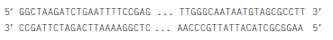 Which of the following set(s) of primers could you use to amplify the target DNA sequence below, which is part of the last protein-coding exon of the CFTR gene   a.   b.   c.   d.  <div style=padding-top: 35px> 