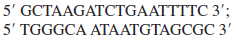 Which of the following set(s) of primers could you use to amplify the target DNA sequence below, which is part of the last protein-coding exon of the CFTR gene a. b. c. d.