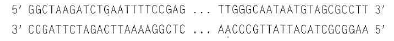 Problem 10 above raises several interesting questions about the design of PCR primers. a. How can you be sure that the two 18-nucleotide-long primers you chose as your answer to Problem 10 will amplify only an exon of the CFTR gene, but no other region, from a sample of human genomic DNA b. Primers used in PCR are generally at least 16 nucleotides long. Why do you think the lower limit would be approximately 16 c. Suppose one of the primers in your answer to Problem 10 had a mismatch with a single base in the genomic DNA of a particular individual. Would you be more likely to obtain a PCR product from this genomic DNA if the mismatch was at the 5 end or at the 3 end of the primer Why Problem 10 Which of the following set(s) of primers a-d could you use to amplify the target DNA sequence below, which is part of the last protein-coding exon of the CFTR gene   a. 5 GGAAAATTCAGATCTTAG 3 ; 5 TGGGCAATAATGTAGCGC 3 b. 5 GCTAAGATCTGAATTTTC 3 ; 3 ACCCGTTATTACATCGCG 5 c. 3 GATTCTAGACTTAAAGGC 5 ; 3 ACCCGTTATTACATCGCG 5 d. 5 GCTAAGATCTGAATTTTC 3 ; 5 TGGGCAATAATGTAGCGC 3<div style=padding-top: 35px> 