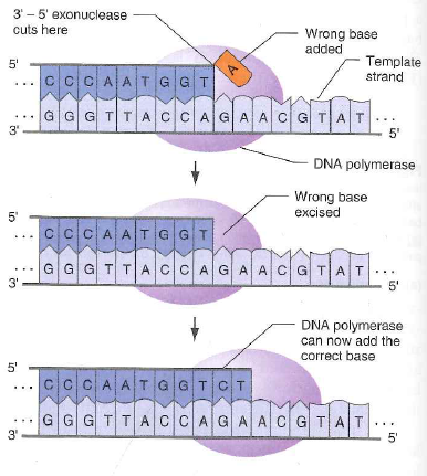 You sequence a PCR product amplified from a person's genome, and you see a double peak such as that seen in Fig. 10.11b. Most of the time, this result indicates that the person is a heterozygote for a SNP at that position. But it is also possible that the result is due to a mistake in DNA replication during the PCR amplification, with DNA polymerase misincorporating the wrong nucleotide. a. If you saw a double peak in the sequence trace, did the mistake happen in the first few rounds of PCR amplification or in the last few rounds b. Whether or not you see a double peak, is it more likely that a mistake would happen in the first few rounds of PCR amplification or in the last few rounds c. Given that mistakes can happen during PCR amplification, what could you do to ever be sure of a person's genotype Why would this degree of certainty be difficult to achieve if you were doing preimplantation genotyping of embryos d. PCR relies on heat-stable DNA polymerases from thermophilic bacteria that grow in hot springs. The DNA polymerase originally used for PCR, from the bacterium Thermus aquaticus, lacks the 3 -to-5 exonuclease found in other DNA polymerases such as that from E. coli (review Fig. 7.9). Why do scientists now most often use DNA polymerase from a different thermophilic bacterium ( Pyrococcus furiosa ) that does contain this exonuclease function Figure 10.11 Detection of the sickle-cell mutation by sequencing of PCR products. (b) Sequencing of PCR products made using genomic DNA templates from individuals with normal and mutant alleles of this SNP locus. Note that the sequence of the PCR product from a heterozygous carrier shows both the normal ( Hb A ) and mutant ( Hb s ) nucleotides at the position of the substitution. (b) Genotyping for sickle-cell anemia Figure 7.9 DNA polymerase's proofreading function. If DNA polymerase mistakenly adds an incorrect nucleotide at the 3 end of the strand it is synthesizing, the enzyme's 3 -to-5 exonuclease activity removes this nucleotide, giving the enzyme a second chance to add the correct nucleotide.