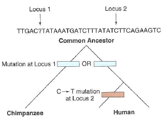 Problem 8 in this chapter showed three different sequences of the same autosome in human populations. These sequences are each from a single chromatid. You know this to be true because the PCR amplifications were from individual haploid gametes. If you wanted to obtain the same information by PCR amplification of genomic DNA from somatic cells, the problem would be somewhat more complicated because the starting cells are diploid. Each PCR product to be sequenced would thus actually be amplified from two homologous chromosomes. You could still verify the existence of the three different haploid sequences shown in Problem 8 by analyzing the somatic genomic DNA from as few as two people (if they happened to be the right people). a. Indicate the diploid genotypes of two people from whom you could identify these three different haploid sequences. Account for all 10 nucleotides in the sequences. There are three possible correct answers; you only need to show one. b. If you PCR amplified DNA from somatic genomic DNA from a person with one particular genotype, you would not be able to conclude that their genome contains any of these three sequences. What is the genotype of this person Explain why you could not reach this conclusion. Problem 8 Humans and gorillas last shared a common ancestor about 10 million years ago. Humans and chimps last shared a common ancestor about 6 million years ago. The table below shows the corresponding genomic region from two gorilla gametes, three chimpanzee gametes, and three human gametes. a. Draw a cladogram similar to that in Fig. 10.6b to show the evolutionary relationships among these three species. b. The data reveal six polymorphisms among these eight genomes, at positions 2 (A or G), 3 (A or T), 4 (G or T), 7 (C or T), 8 (C or T), and 9 (G or T). On your cladogram, indicate approximately when the mutations that produced each of these polymorphisms occurred. For each allele, state whether it is ancestral, derived, or that you can't tell. c. Infer the sequences in (i) the last common ancestor of humans and chimpanzees, and (ii) the last common ancestor of all three species. Use a question mark ( ) to represent any uncertainty. Figure 10.6 Inferring the evolutionary history of SNPs. (b) Cladogram (diagram of evolutionary lineages). Locus 1 ( light blue ) differs between chimps and humans, but all humans have the same allele (G).The mutation causing the locus 1 difference must have occurred since the species diverged, either in the lineage leading to chimps or that leading to humans; the allele at this position in the most recent common ancestor of the two species cannot be determined. At locus 2 ( orange ) , the C allele shared between chimps and some humans must be ancestral, while the T allele in other humans must be derived (that is, caused by a recent mutation specifically in the lineage of some humans).
