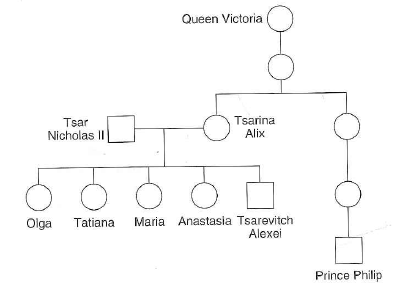 On July 17, 1918, Tsar Nicholas II; his wife the Tsarina Alix; their daughters Olga, Tatiana, Maria, and Anastasia; their son, the Tsarevitch (Crown Prince) Alexei; and four loyal retainers were murdered by Bolshevik revolutionaries. The bodies were not recovered for many years, fueling legends that Grand Duchess Anastasia had escaped, and allowing a woman named Anna Anderson to claim that she was Anastasia. In 1991 and in 2007, two mass graves with a total of nine skeletal remains were unearthed at Ekaterinburg in Russia's Ural Mountains. The table on the next page presents partial DNA fingerprint analysis (using only five SSR loci and the sex chromosome marker Amel) of these skeletons. Entries separated by commas indicate alleles (number of repeating units). a. What is the most likely identification for each skeleton [ Note: You cannot differentiate among any of the daughters based on this information alone.]   b. Three PCR reactions failed to yield PCR products. If the reactions had worked properly, what alleles would you expect to see in each case c. Are any of the daughters identical twins d. What kind of evidence could you obtain from the skeletons to differentiate among the daughters e. How do these DNA fingerprints repudiate the claims of Anna Anderson The DNA fingerprint data in the table is certainly consistent with the idea that some of these skeletons were members of the Tsars family, but they do not prove the hypothesis. To investigate further, forensic scientists obtained blood samples from Prince Philip (the consort of Queen Elizabeth II of Great Britain) and compared his DNA fingerprint to those obtained from the skeletal remains in Russia. A family genealogy is provided below. The results validated that the Tsar's family was indeed interred in these graves.   f. For autosomal DNA markers, what percentage of alleles in the Tsarina's skeleton should match with alleles in Prince Philips genome g. For autosomal DNA markers, what percentage of alleles in the Tsarevitch's skeleton should match with alleles in Prince Philips genome h. A question for genealogy aficionados : What is Prince Philips relationship with the Tsarina<div style=padding-top: 35px> 