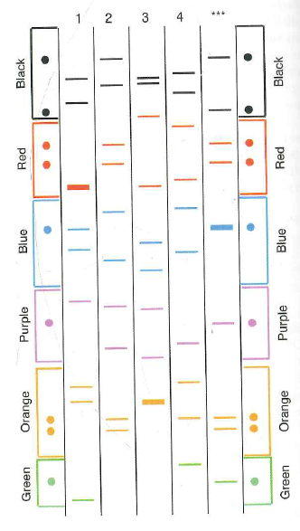 The figure below shows DNA fingerprint analysis of the genomic DNA from semen associated with a rape (***) and from mouth swabs (somatic cells) of individuals 1-4. This analysis involves the PCR amplification of six SSR loci, each from a different (nonhomologous) chromosome. All PCR primers used are 20 nucleotides long; the primers for each locus have fluorescent tags in a locus-specific color. In the gel, some bands are thicker because relatively more of the corresponding PCR product was obtained. The figure has dots aligned on both sides that you can use to find the critical bands, using the edge of a piece of paper as a guide.   a. Sperm are haploid, but the semen sample shows two different-sized PCR products for certain loci. How is this possible b. Is any locus on the X chromosome If so, identify it. c. Is any locus on the Y chromosome If so, which one d. Explain why these results demonstrate that none of the four individuals is the rapist. What pattern would you expect by analyzing mouth swab DNA from the rapist e. Do these results nonetheless provide any information that could help catch the rapist If so, be as specific as possible. f. The two orange bands amplified by PCR from the semen are 200 and 212 bp long. How many tandem repeats of the microsatellite repeating unit are found in the two alleles of this locus in the rapists genomic DNA (Assume that the PCR products are the shortest possible and that the repeating unit for this locus is TCCG.)<div style=padding-top: 35px> 