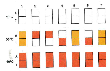 Microarrays were used to determine the genotypes of seven embryos (made by in vitro fertilization) with regard to sickle-cell anemia. Each pair of squares in the figure below represents two ASOs, one specific for the Hb A allele (A) and the other for the HB S allele (T), attached to a chip of silicon and hybridized with fluorescently labeled PCR product from a single cell from one of the embryos. The hybridizations were performed at three different temperatures (80°C, 60°C, and 40°C) as shown.   a. Why do you think the PCR step is needed for this microarray analysis b. Make a sketch of the location in genomic DNA of the PCR primers relative to the sickle-cell mutation. Indicate the 5 -to-3 polarities of all DNA molecules involved. c. Why is no hybridization seen at 80°C d. Why do you see strong hybridization of all genomic DNA probes to both ASOs at 40°C e. What are the genotypes of the seven embryos Which of these embryos would you choose to implant into the mother s uterus so as to avoid the possibility that the child would have sickle-cell anemia<div style=padding-top: 35px> 