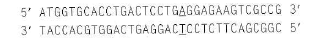 A partial sequence of the wild-type Hb A allele is shown here (the top strand is the RNA-like coding strand, and the location of the disease-causing mutation is underlined):   and the sickle-cell allele HB s sequence is:   Design two 21-nucleotide-long ASOs that could be attached to a silicon chip for the microarray analysis performed in Problem 20. Two possibilities exist for each ASO; you only need to show one possibility for each. Problem 20 Microarrays were used to determine the genotypes of seven embryos (made by in vitro fertilization) with regard to sickle-cell anemia. Each pair of squares in the figure below represents two ASOs, one specific for the Hb A allele (A) and the other for the HB S allele (T), attached to a chip of silicon and hybridized with fluorescently labeled PCR product from a single cell from one of the embryos. The hybridizations were performed at three different temperatures (80°C, 60°C, and 40°C) as shown.   a. Why do you think the PCR step is needed for this microarray analysis b.Make a sketch of the location in genomic DNA of the PCR primers relative to the sickle-cell mutation. Indicate the 5 -to-3 polarities of all DNA molecules involved. c. Why is no hybridization seen at 80°C d. Why do you see strong hybridization of all genomic DNA probes to both ASOs at 40°C e. What are the genotypes of the seven embryos Which of these embryos would you choose to implant into the mother s uterus so as to avoid the possibility that the child would have sickle-cell anemia<div style=padding-top: 35px> 