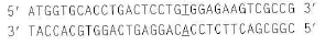 A partial sequence of the wild-type Hb A allele is shown here (the top strand is the RNA-like coding strand, and the location of the disease-causing mutation is underlined):   and the sickle-cell allele HB s sequence is:   Design two 21-nucleotide-long ASOs that could be attached to a silicon chip for the microarray analysis performed in Problem 20. Two possibilities exist for each ASO; you only need to show one possibility for each. Problem 20 Microarrays were used to determine the genotypes of seven embryos (made by in vitro fertilization) with regard to sickle-cell anemia. Each pair of squares in the figure below represents two ASOs, one specific for the Hb A allele (A) and the other for the HB S allele (T), attached to a chip of silicon and hybridized with fluorescently labeled PCR product from a single cell from one of the embryos. The hybridizations were performed at three different temperatures (80°C, 60°C, and 40°C) as shown.   a. Why do you think the PCR step is needed for this microarray analysis b.Make a sketch of the location in genomic DNA of the PCR primers relative to the sickle-cell mutation. Indicate the 5 -to-3 polarities of all DNA molecules involved. c. Why is no hybridization seen at 80°C d. Why do you see strong hybridization of all genomic DNA probes to both ASOs at 40°C e. What are the genotypes of the seven embryos Which of these embryos would you choose to implant into the mother s uterus so as to avoid the possibility that the child would have sickle-cell anemia<div style=padding-top: 35px> 