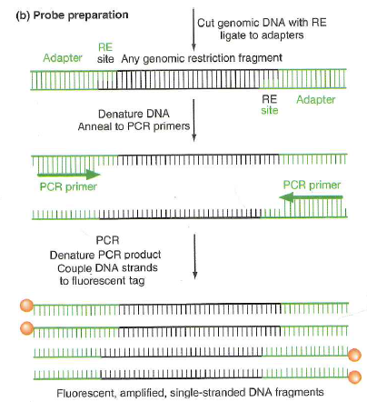 a. In Fig. 10.17b, PCR is performed to amplify genomic DNA for genotyping on microarrays. This PCR reaction requires only a single primer, but normally, PCR requires two primers. Why does only a single primer suffice in this case b. Again in Fig. 10.17b, genomic DNA was cut with a restriction enzyme before its PCR amplification. What kind of restriction enzyme would be most effective for this purpose: Would it create sticky ends or blunt ends Would it recognize a site made of 4 bp, 6 bp, or 8 bp Figure 10.17 DNA microarrays. (b) Method to amplify genomic DNA for microarray analysis. Genomic DNA is cut with a restriction enzyme (RE), and the ends produced are ligated to a double-stranded oligonucleotide adapter. PCR then amplifies all genomic fragments using a single primer that hybridizes to part of the adapter. The resultant DNA fragments are denatured and fluorescently tagged ( red ).