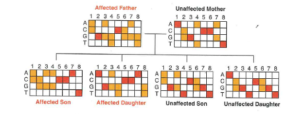 The figure at the top of the next page shows a partial microarray analysis for members of a nuclear family. The eight SNP loci examined are evenly spaced at about 10 Mb intervals on chromosome 4, and they are shown on the microarray in their actual order on this chromosome. For the time being, focus your attention only on the two parents and ignore whether they are affected or unaffected. a. Write out the complete genotype for all the DNA markers in both parents. b. The microarray data indicate that one SNP locus has three alleles in this family. Which one c. How would you know that these loci are in fact on chromosome 4 and are about 10 Mb apart d. About what percentage of the total length of chromosome 4 is present in the region between DNA markers 1 and 8 (Chromosome 4 is 191 Mb long; it is the fourth largest in the human genome.)