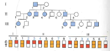 The figure below shows the pedigree of a family in which a completely penetrant, autosomal dominant disease is transmitted through three generations, together with microarray analysis of each individual for a biallelic SNP locus (the alleles are C and T). a. Do the data suggest the existence of genetic linkage between the SNP locus and the disease locus If so, what is the estimated genetic distance between the two loci b. Calculate the maximum Lod score for linkage between the SNP and the disease locus for this pedigree. What does this value of the Lod score signify