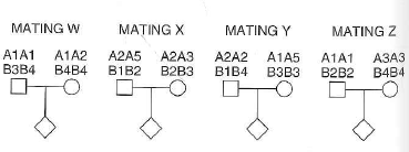 One of the difficulties faced by human geneticists is that matings are not performed with a scientific goal in mind, so pedigrees may not always provide desired information. As an example, consider the following matings (W, X, Y, and Z):   a. Which of these matings are informative and which noninformative for testing the linkage between anonymous loci A and B (A1 and A2 are different alleles of locus A, B1 and B2 are different alleles of locus B, etc.) Explain your answer for each mating. b. Is locus A more likely to be a SNP or an SSR What about locus B Explain.<div style=padding-top: 35px> 