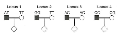 Now consider a mating between consanguineous people involving a recessive genetic disease. The figures below show the genotype of these two people at four SNP loci (1-4).   a. For which of these loci is it possible to obtain information about the linkage of the SNP to the disease gene Explain your answer for each locus and describe any special conditions that may apply. b. For any of the loci for which the mating is potentially informative, how would you tell whether the child is the product of a recombinant or nonrecombinant gamete (That is, how could you solve the phase problem ) Be as specific as possible.<div style=padding-top: 35px> 