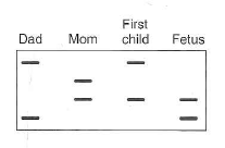 Problem show that you can make predictions about a child's genotype by genotyping linked markers even if you don't examine directly the disease-causing mutation. This method can be valuable for diseases showing high allelic heterogeneity if the linkage is extremely tight. Approximately 3% of the population carries a mutant allele at the CFTR gene responsible for the recessive disease cystic fibrosis. A genetic counselor is examining a family in which both parents are known to be carriers for a CFTR mutation. Their first child was born with the disease, and the parents have come to the counselor to assess whether the new fetus inside the mother's womb is also diseased, is a carrier, or is homozygous wild type at the CF locus. DNA samples from each family member and the fetus are tested by PCR and gel electrophoresis for an SSR marker within one of the CFTR gene's introns. The following results are obtained:   a. What is the probability that the child who will develop from this fetus will exhibit the disease b. When this child grows up and mates, what is the probability that any one of her children will be afflicted with the disease c. The cystic fibrosis gene displays extensive allelic heterogeneity: More than 1500 different mutations of the CFTR gene have been shown to be associated with cystic fibrosis worldwide. With this fact in mind, why might human geneticists choose to test the fetus in the indirect manner described in this problem rather than focusing directly on the mutations that actually caused the disease in the first child<div style=padding-top: 35px> 