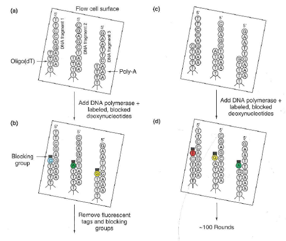 In the high-throughput DNA sequencing protocol shown in Fig. 10.24: a. What is the purpose of adding poly-A to fragments of single-stranded genomic DNA, and why is the poly-A added to the 3 end of these fragments b. Why at the end of every synthesis cycle do you need to remove the fluorescent tag on the incorporated nucleotide c. Why do the incorporated nucleotides have a blocking group, and why does this blocking group need to be removed each cycle Figure 10.24 One method for high-throughput, single molecule DNA sequencing. (a) Millions of fragments of single-stranded genomic DNA to which poly-A has been enzymatically added at the 3 end are hybridized to oligo-dT molecules attached to the surface of a special microarray called a flowcell. (b) Using the genomic fragment as template and the oligo-dT as primer, DNA polymerase synthesizes new DNA containing nucleotides with colored, base-specific fluorescent tags. These nucleotides are also blocked at their 3 ends so that only one nucleotide can be added at a time. This chemical block is reversible. (c) After a high-resolution camera photographs the fluorescence, chemicals applied to the flowcell remove the tag and blocking group from the just-added nucleotide. (d) Each subsequent cycle begins by infusing the flowcell with a new dose of tagged nucleotides and polymerase, and is followed by an iteration of step (c).The sequencing machine takes about 100 pictures that record a sequence of colored flashes at each of millions of spots on a flowcell where a single DNA molecule is being synthesized. The machine's computer rearranges the data into millions of short sequence reads of about 100 nucleotides, and then assembles the genome sequence.