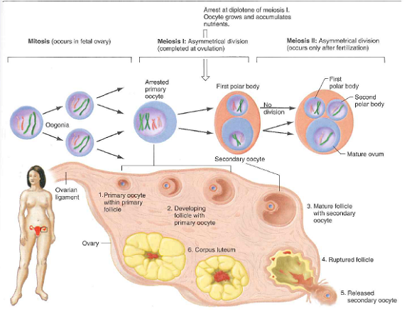 Figure 10.26 portrayed the analysis of Miller syndrome through the sequencing of four complete genomes: those of a brother and sister both affected by the disease, and of both their parents. a. Researchers made the assumption that Miller syndrome is a recessive trait. Could Miller syndrome instead be due to a dominant mutation If so, what scenarios would make this possible b. Why is it highly unlikely that Miller syndrome in this family is due to de novo mutations that occurred in the germ line of the mother, or of the father, or of both parents Describe a scenario based on your understanding of cell divisions in human ovaries or testes (see Figs. 4.18 and 4.19 ) that make the de novo mutation hypothesis at least theoretically possible even if very unlikely. c. On Fig. 10.26b, indicate the location on chromosome 16 closest to the DHOD gene at which recombination took place during meiosis in one of the parents of the Miller syndrome patients. In which parent did this recombination occur d. Do the number of crossovers you see in Fig. 10.26b fit previous estimates that in the human genome, 1 centiMorgan corresponds to about 1 Mb Chromosome 16 is about 90 Mb long; chromosome 17 is about 81 Mb long. e. How could researchers use all the sequence data from this family to estimate the per-nucleotide rate of mutation in humans Figure 10.26 The first family with completely sequenced genomes. (a) Pedigree for the inheritance of Miller syndrome. (b) Map showing the inheritance of parental alleles from chromosomes 16 and 17 in the affected children. Identical regions are those in which the affected brother and sister shared the same maternally and paternally derived alleles. Nonidentical regions are those in which the siblings share no alleles. In haploidentical maternal regions, the siblings have the same allele from the mother but different alleles from the father. In haploidentical paternal regions, the brother and sister share a common allele from the father but have different alleles from the mother. If Miller syndrome is recessive, the responsible gene should lie in an identical region. This prediction was upheld when mutations in the DHOD gene on chromosome 16 were found to be causative for the disease.   Figure 4.18 In humans, egg formation begins in the fetal ovaries and arrests during the prophase of meiosis I. Fetal ovaries contain about 500,000 primary oocytes arrested in the diplotene substage of meiosis I. If the egg released during a menstrual cycle is fertilized, meiosis is completed. Only one of the three cells produced by meiosis serves as the functional gamete, or ovum.   Figure 4.19 Human sperm form continuously in the testes after puberty. Spermatogonia are located near the exterior of seminiferous tubules in a human testis. Once they divide to produce the primary spermatocytes, the subsequent stages of spermatogenesis-meiotic divisions in the spermatocytes and maturation of spermatids into sperm-occur successively closer to the middle of the tubule. Mature sperm are released into the central lumen of the tubule for ejaculation.  <div style=padding-top: 35px> 