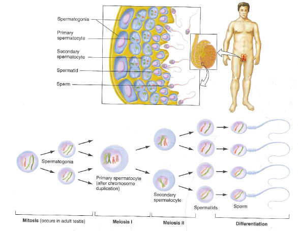 Figure 10.26 portrayed the analysis of Miller syndrome through the sequencing of four complete genomes: those of a brother and sister both affected by the disease, and of both their parents. a. Researchers made the assumption that Miller syndrome is a recessive trait. Could Miller syndrome instead be due to a dominant mutation If so, what scenarios would make this possible b. Why is it highly unlikely that Miller syndrome in this family is due to de novo mutations that occurred in the germ line of the mother, or of the father, or of both parents Describe a scenario based on your understanding of cell divisions in human ovaries or testes (see Figs. 4.18 and 4.19 ) that make the de novo mutation hypothesis at least theoretically possible even if very unlikely. c. On Fig. 10.26b, indicate the location on chromosome 16 closest to the DHOD gene at which recombination took place during meiosis in one of the parents of the Miller syndrome patients. In which parent did this recombination occur d. Do the number of crossovers you see in Fig. 10.26b fit previous estimates that in the human genome, 1 centiMorgan corresponds to about 1 Mb Chromosome 16 is about 90 Mb long; chromosome 17 is about 81 Mb long. e. How could researchers use all the sequence data from this family to estimate the per-nucleotide rate of mutation in humans Figure 10.26 The first family with completely sequenced genomes. (a) Pedigree for the inheritance of Miller syndrome. (b) Map showing the inheritance of parental alleles from chromosomes 16 and 17 in the affected children. Identical regions are those in which the affected brother and sister shared the same maternally and paternally derived alleles. Nonidentical regions are those in which the siblings share no alleles. In haploidentical maternal regions, the siblings have the same allele from the mother but different alleles from the father. In haploidentical paternal regions, the brother and sister share a common allele from the father but have different alleles from the mother. If Miller syndrome is recessive, the responsible gene should lie in an identical region. This prediction was upheld when mutations in the DHOD gene on chromosome 16 were found to be causative for the disease. Figure 4.18 In humans, egg formation begins in the fetal ovaries and arrests during the prophase of meiosis I. Fetal ovaries contain about 500,000 primary oocytes arrested in the diplotene substage of meiosis I. If the egg released during a menstrual cycle is fertilized, meiosis is completed. Only one of the three cells produced by meiosis serves as the functional gamete, or ovum. Figure 4.19 Human sperm form continuously in the testes after puberty. Spermatogonia are located near the exterior of seminiferous tubules in a human testis. Once they divide to produce the primary spermatocytes, the subsequent stages of spermatogenesis-meiotic divisions in the spermatocytes and maturation of spermatids into sperm-occur successively closer to the middle of the tubule. Mature sperm are released into the central lumen of the tubule for ejaculation.