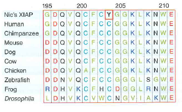 Table 10.2 and Fig. 10.27 together portray the search for the mutation causing Nic Volker's severe inflammatory bowel disease. Neither of Nic's parents had the condition, so geneticists narrowed their investigation by focusing on rare variants that showed a recessive pattern and those on the X chromosome. a. For candidate variants on an autosome, would the researchers have looked only for variants for which Nic is homozygous Explain. b. Apart from the recessive and X-linked hypotheses, do any other possible explanations exist for Nic's condition c. The causative mutation was pinpointed by analyzing only Nic's exome, because at the time of these investigations, whole-genome or whole-exome sequencing was too expensive to perform on his parents. How could you determine inexpensively whether or not this mutation occurred de novo in the germ line of one of his parents (that is, during the formation of the particular egg or sperm that produced Nic) Your answer should not involve whole-genome or whole-exome sequencing. Figure 10.27 A mutation in a conserved amino acid in the XIAP protein. Amino acids 195-211 (numbering from the N terminus) of the XIAP protein, written in the one-letter code. Compared to the XIAP protein encoded by the human RefSeq (second row), Nic Volker's XIAP (first row) has an amino acid substitution at position 203, from cysteine (C) to tyrosine (Y). In all other species examined, cysteine is found at this position; this evolutionary conservation suggests that the mutation in Nic's genome might alter XIAP function.