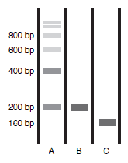 The enzyme micrococcal nuclease can cleave phosphodiester bonds on single- or double-stranded DNAs, but DNA that is bound to proteins is protected from digestion by micrococcal nuclease. When chromatin from eukaryotic cells is treated for a short period of time with micrococcal nuclease and then the DNA is extracted and analyzed by electrophoresis and ethidium bromide staining, the pattern shown in lane A on the gel below is found. Treatment for a longer time results in the pattern shown in lane B, and treatment for yet more time yields that shown in lane C. Interpret these results.  <div style=padding-top: 35px> 