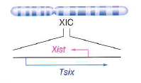 How one X is chosen to express Xist is unknown. One clue to the choice mechanism lies in another gene in the XIC called Tsix, which is transcribed only from the X chromosome that will remain active. Tsix overlaps Xist and is transcribed in the opposite direction, as shown in the figure below. Tsix produces a long noncoding RNA whose sequence is complementary (antisense) to that of Xist , explaining its name ( Xist  backwards is  Tsix ). Tsix expression from the future active X prevents Xist expression from that X chromosome.   a. Suppose a female mammal has one normal X chromosome and one X chromosome that has a mutation preventing expression of the Tsix RNA but allowing expression of the Xist RNA. In the cells of this female, which X chromosome would be more likely to become a Barr body b. Formulate a hypothesis that might explain why Tsix transcription on an X chromosome might interfere with the expression of Xist from the same X chromosome. c. Why does this clue about Tsix still not solve the problem about how cells decide which X chromosomes to inactivate by heterochromatization<div style=padding-top: 35px> 