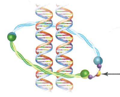 The Rec8 protein is a cohesin complex subunit that is normally made only during meiosis; it substitutes for the purple protein shown in the mitotic cohesin complex in Fig. 11.25 on p. 400. Rec8 is not cleaved during meiosis I but is cleaved during meiosis II to finally allow sister chromatids to segregate. Scientists hypothesized that a protein (shugoshin) protects the Rec8 protein from cleavage and degradation during meiosis I. To identify shugoshin, researchers first produced the Rec8 protein in mitotically dividing yeast cells. In these cells, Rec8 was cleaved during mitosis and the cells suffered no harmful effects. Researchers then expressed other, normally meiosis-specific proteins in cells expressing Rec8 mitotically. The scientists were able to identify shugoshin as a protein that protects Rec8 from degradation. What effect do you think expressing shugoshin had on the mitotically dividing cells expressing Rec8 What phenotype would the cells show Figure 11.25 A molecular model for cohesin. The cohesion complex has protein subunits ( green , aqua , and purple ) that together surround the two sister chromatids (the two DNA molecules with strands In blue and red ). Sister chromatids can separate when a protease (separase; gold ) cleaves the purple cohesin subunit at the site shown by the arrow , freeing the two DNA molecules.  <div style=padding-top: 35px> 