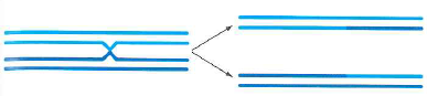 In the following diagram, each line represents a double-stranded DNA molecule.   a. What type of cell division is being represented, and which stages of that cell division are shown in the two parts of the figure What is the relationship between the lines drawn in the same shade (light or dark) of blue Between lines drawn in different shades of blue b. Cohesin is added to chromosomes immediately after S phase. Cohesin complexes are particularly concentrated at the centromeres, but there are also some scattered cohesin complexes located along the chromosome arms. On a copy of the figure, indicate the distribution of cohesin complexes on the chromosomes. Distinguish between cohesin at the centromeres and cohesin along the arms. Your diagram should represent how cohesin might keep DNA molecules together. c. Look carefully at your drawings. What keeps all the blue lines together at the metaphase plate of this kind of cell division, even though forces are pulling at the kinetochores in opposite directions d. Again looking carefully at your drawings, what can you conclude about the function of shugoshin during the type of cell division being depicted What is the name of the enzyme whose function shugoshin prevents, and what does this enzyme do<div style=padding-top: 35px> 