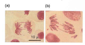 In the 1920s, Barbara McClintock, later a Nobel laureate for her discovery of transposable elements, examined the behavior of chromosomes in wheat cells that had been subjected to X-rays. She noticed that the X-rays produced chromosomal breaks during G1 phase, and that after subsequent chromosome replication in S phase, the broken ends of the two sister chromatids could join together to make a fusion chromosome larger than the original. Even later, during mitotic metaphase and early in mitotic anaphase, the joined sister chromatids would form an unusual bridge structure in which chromatin was stretched between the two spindle poles and could then eventually break. She called this phenomenon the breakage-fusion-bridge cycle. Each of photographs (a) and (b) that follow shows a cell in early mitotic anaphase that has two such chromatin bridges.   a. What ensures that the ends of normal chromosomes do not fuse together as do the ends of the sister chromatids after breakage b. The following figure shows a chromosome with genes A - G ; the arrow indicates the location of X-ray-induced breakage. Draw the resulting bridge (that is, the large fused chromosome) as it would be seen in mitotic anaphase, and label all the genes and important chromosomal structures the bridge contains. Use arrows to show the forces exerted by the spindle apparatus on this bridge.   c. If the sister chromatids fuse, why must the fusion chromosome behave as a bridge during mitosis (Think about the forces pulling on the bridge described in your answer to part [b].) d. What is likely to happen to the bridge during mitotic anaphase What then is likely to happen in the two daughter cells produced by the mitosis just described, and why (Hint: McClintock's name for this phenomenon implies it is a cycle.)<div style=padding-top: 35px> 