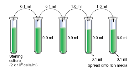 A liquid culture of E. coli at a concentration of 2 × 10 8 cells/ml was diluted serially, as shown in the following diagram, and 0.1 ml of cells from the last two test tubes were spread on agar plates containing rich media. How many colonies do you expect to grow on each of the two plates  <div style=padding-top: 35px> 
