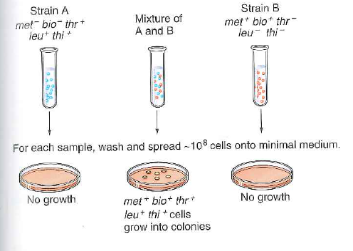 This problem concerns Fig. 13.14 on p. 471, which illustrates the experiment performed by Lederberg and Tatum that first indicated the existence of bacterial conjugation. a. Strain A had mutations in two genes, while strain B had three mutations. The reason is that Lederberg and Tatum wanted to ensure that the phenomenon they were examining did not involve reversion of mutations. Explain the logic behind this aspect of their experimental design, assuming that the rate of reversion of a single gene is one in 10 million (1 in 10 7 ) cells. How did these investigators know that the cells they found after mixing the two cultures were indeed not due to reversion b. The experiment shown in Fig. 13.14 did not inform the investigators which strain was the donor and which was the recipient. Describe a way in which they could modify this experiment to answer this question. Figure 13.14 Conjugation. Neither of two multiple auxotrophic strains analyzed by Lederberg and Tatum formed colonies on minimal medium. When cells of the two strains were mixed, gene transfer produced some prototrophic cells that formed colonies on minimal medium.  <div style=padding-top: 35px> 