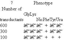 Suppose you have two Hfr strains of E. coli (HfrA and HfrB), derived from a fully prototrophic streptomycin- sensitive (wild-type) F + strain. In separate experiments you allow these two Hfr strains to conjugate with an F - recipient strain (Rcp) that is streptomycin resistant and auxotrophic for glycine (Gly - ), lysine (Lys - ), nicotinic acid (Nic - ), phenylalanine (Phe - ), tyrosine (Tyr - ). and uracil (Ura - ). By using an interrupted mating protocol you determined the earliest time after mating at which each of the markers can be detected in the streptomycin-resistant recipient strain, as shown here.   (The * indicates that no Lys + cells were recovered in the 60 minutes of the experiment.) a. Draw the best map you can from these data, showing the relative locations of the markers and the origins of transfer in strains HfrA and HfrB. Show distances where possible. b. To resolve ambiguities in the preceding map, you studied cotransduction of the markers by the generalized transducing phage P1. You grew phage P1 on strain HfrB and then used the lysate to infect strain Rcp. You selected 1000 Phe + clones and tested them for the presence of unselected markers, with the following results:   Draw the order of the genes as best you can based on the preceding cotransduction data. c. Suppose you wanted to use generalized transduction to map the gly gene relative to at least some of the other markers. How would you modify the co- transduction experiment just described to increase your chances of success Describe the composition of the medium you would use.<div style=padding-top: 35px> 