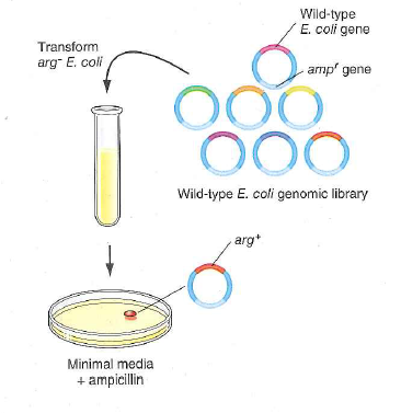 This problem highlights some useful variations of the gene identification by plasmid transformation procedure shown in Fig. 13.28 on p. 480. a. Suppose you have obtained a new bacterial mutant strain of interest. To determine the affected gene, you sequence the entire genome of the mutant strain and compare it with that of a wild-type strain. Several differences between the genomes were found, but one of these is a nonsense mutation that seems to be a good candidate. How would you use a plasmid library to verify that this nonsense mutation is responsible for the mutant phenotype b. Figure 13.28 showed how plasmid libraries could be used to identify genes with loss-of-function mutations that are responsible for a given aberrant phenotype. How could you use a plasmid library to identify a gene affected by a gain-of-function mutation Figure 13.28 Identifying mutant genes by plasmid library transformation. In this example, mutant auxotrophic bacterial cells ( arg ) are transformed with a recombinant library made from wild-type E. coli genomic DNA. The plasmid purified from a colony that grows on minimal media without an arginine supplement contains the arg + allele of the gene that is mutant in the auxotrophs.  <div style=padding-top: 35px> 