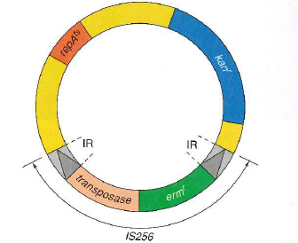 Streptococcus parasanguis is a bacterial species that initiates dental plaque formation by adhering to teeth. To investigate ways to eliminate plaque, researchers constructed a plasmid, depicted in the figure shown, to mutagenize S. parasanguis. The key features of this plasmid include repA ts (a temperature-sensitive origin of replication), kan r (a gene for resistance to the antibiotic kanamycin), and the transposon 1S256. This transposon contains the erm r gene for resistance to the antibiotic erythromycin and transposes in S. parasanguis thanks to a gene encoding a transposase enzyme that moves all DNA sequences located between the transposons inverted repeats [IRs].   a. How could the researchers use this plasmid as a mutagen Consider how they could get the transposon into the bacteria, and how they could identify strains that had new insertions of IS256 into S. parasanguis genes. Your answer should explain why the plasmid has two different antibiotic resistance genes as well as a temperature-sensitive origin of replication. b. Why would the researchers use this plasmid as a mutagen c. If the investigators found a mutant strain of S. parasanguis that was defective in plaque formation, how could they identify the affected gene<div style=padding-top: 35px> 