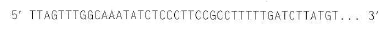 The sequence at one end of one strand of the Drosophila transposon Mariner is shown below (dots indicate sequences within the transposon):   You obtain a mutant bacterial strain tagged with an engineered Mariner transposon, cut the genomic DNA from this strain with the restriction enzyme Mbo I(whose recognition site is ^GATC), and circularize the resultant DNA fragments by diluting the restriction enzyme digest and adding DNA ligase. a. Design two 17 bp PCR primers that you could use to identify (by inverse PCR) the gene into which the transposon inserted. Your primers should amplify the smallest possible DNA fragment whose sequence would allow this determination. b. What DNA sequence will be amplified from the circularized fragments of the mutant genome Show the extent of this DNA sequence on a map of the genome of the mutant strain, indicating the locations of the transposon insertion and any relevant sites for the enzyme Mbo I.<div style=padding-top: 35px> 
