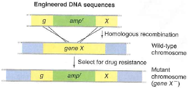 Scientists can use gene targeting not just to knock genes out (as was shown in Fig. 13.31 on p. 481), but also to introduce nonbacterial genes into bacterial chromosomes. One such gene in wide use is a gene from jellyfish encoding Green Fluorescent Protein. In one example of this strategy, suppose you want to make E. coli into a biosensor to detect the highly toxic metal cadmium. The E. coli genome has a gene called yodA that is only transcribed (and its mRNA translated) in the presence of cadmium. You want to use gene targeting to make a strain of E. coli that will fluoresce brightly in green when cadmium is present in the environment. a. Draw a DNA construct that you could use to exchange the yodA coding sequence with that for jellyfish Green Fluorescent Protein. Would you obtain the jellyfish DNA from genomic DNA or from a cDNA clone b. Explain why yodA is no longer functional in bacteria that glow green in the presence of cadmium. c. Can you think of way to alter the approach so that yodA might remain functional Figure 13.31 Gene targeting. Linear DNA fragments (generated using PCR) introduced into E. coli undergo recombination with bacterial chromosome sequences homologous to the fragment ' s free ends. Here, Incorporation of the DNA fragment replaces most of gene X with an ampicillin resistance gene , generating gene X null mutants. Cells that have undergone gene X replacement can be selected by growing on medium containing ampicillin.  <div style=padding-top: 35px> 