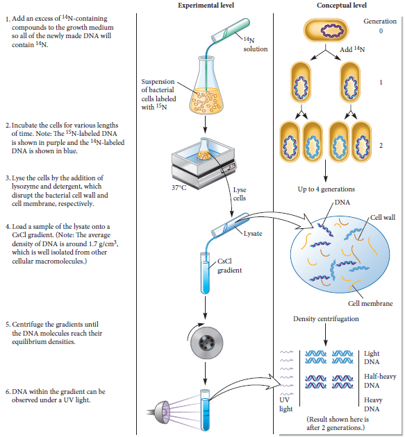 An absentminded researcher follows the steps of Figure 11.3, and when the gradient is viewed under UV light, the researcher does not see any bands at all. Which of the following mistakes could account for this observation Explain how. A. The researcher forgot to add 14 N-containing compounds. B. The researcher forgot to add lysozyme. C. The researcher forgot to turn on the UV lamp. FIGURE 11.3 Evidence that DNA replication is semiconservative. Starting material: A strain of E. coli that has been grown for many generations in the presence of 15 N. All of the nitrogen in the DNA is labeled with 15 N.   