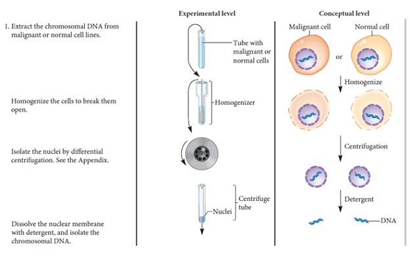 Let's suppose a cell line has become malignant because it has accumulated mutations that inactivate two different tumor-suppressor genes. A researcher followed the protocol described in the experiment of Figure 24.12 and isolated DNA from this mutant cell line. The DNA was used to transform normal fibroblast (NIH3T3) cells. What results would you expect Would you expect a high number of malignant foci or not Explain your answer. FIGURE 24.12 Identification of chromosomal oncogenes. Starting material: Several mouse cell lines. Some of the cell lines were malignant due to exposure to chemical or physical mutagens, whereas others were normal. It was known that none of the cell lines in this experiment were infected with oncogenic viruses.