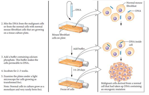 In the experiment of Figure 24.12, what would be the results if the DNA sample had been treated with DNase, RNase, or protease prior to the treatment with calcium and phosphate ions FIGURE 24.12 Identification of chromosomal oncogenes. Starting material: Several mouse cell lines. Some of the cell lines were malignant due to exposure to chemical or physical mutagens, whereas others were normal. It was known that none of the cell lines in this experiment were infected with oncogenic viruses.