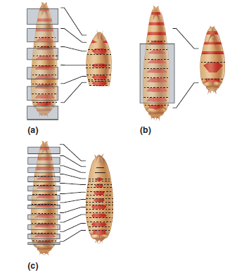 Here are schematic diagrams of mutant larvae.   The left side of each pair shows a wild-type larva, with gray boxes showing the sections that are missing in the mutant larva. Which type of gene is defective in each larva: a gap gene, a pair-rule gene, or a segment-polarity gene<div style=padding-top: 35px> 