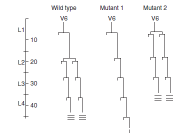 Here are the results of cell lineage analyses of hypodermal cells in wild-type and mutant strains of C. elegans.   Explain the nature of the mutations in the altered strains.<div style=padding-top: 35px> 