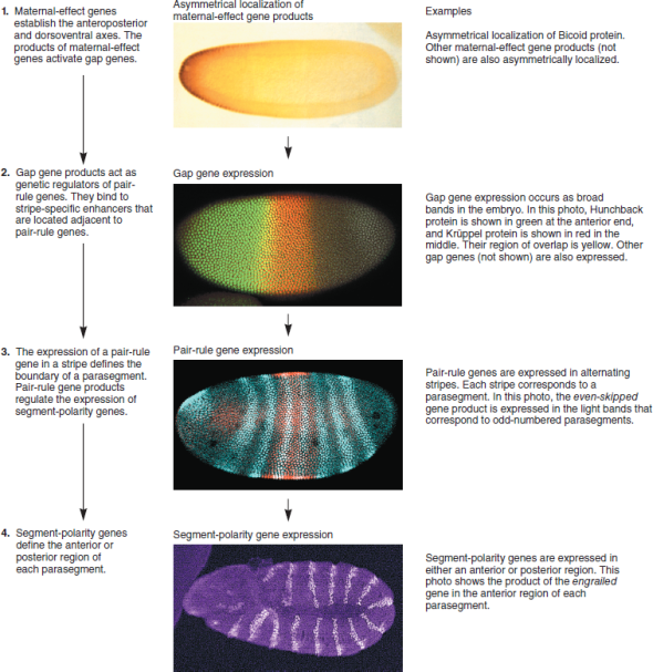 You need to understand solved problem S4 before answering this question. If the artificial gene containing the stripe 2 enhancer and the -galactosidase gene was found within an embryo that also contained the following loss-of-function mutations, what results would you expect In other words, would there be a stripe or not Explain why. A. Krüppel B. bicoid C. hunchback D. giant Solved Problem S4 An intriguing question in developmental genetics is, how can a particular gene, such as even-skipped, be expressed in a multiple banding pattern as seen in Figure 25.11 Another way of asking this question is, how is the positional information within the broad bands of the gap genes able to be deciphered in a way that causes the pair-rule genes to be expressed in this alternating banding pattern The answer lies in a complex mechanism of genetic regulation. Certain pair-rule genes have several stripe-specific enhancers that are controlled by multiple transcription factors. A stripe-specific enhancer is typically a short segment of DNA, 300-500 bp in length, that contains binding sequences recognized by several different transcription factors. This term is a bit misleading because a stripe-specific enhancer is a regulatory region that contains both enhancer and silencer elements. In 1992, Michael Levine and his colleagues investigated stripe-specific enhancers located near the promoter of the even-skipped gene. A segment of DNA, termed the stripe 2 enhancer, controls the expression of the even-skipped gene; this enhancer is responsible for the expression of the even-skipped gene in stripe 2, which corresponds to parasegment 3 of the embryo. The stripe 2 enhancer is a segment of DNA that contains binding sites for four transcription factors that are the products of the Krüppel, bicoid, hunchback, and giant genes. The Hunchback and Bicoid transcription factors bind to this enhancer and activate the transcription of the even-skipped gene. In contrast, the transcription factors encoded by the Krüppel and giant genes bind to the stripe 2 enhancer and repress transcription. The figure shown next describes the concentrations of these four transcription factor proteins in the region of parasegment 3 (i.e., stripe 2) in the Drosophila embryo.   To study stripe-specific enhancers, researchers have constructed artificial genes in which the enhancer is linked to a reporter gene, the expression of which is easy to detect. The next figure shows the results of an experiment in which an artificial gene was made by putting the stripe 2 enhancer next to the -galactosidase gene. This artificial gene was introduced into Drosophila, and then embryos containing this gene were analyzed for -galactosidase activity. If a region of the embryo is expressing -galactosidase, the region will stain darkly because -galactosidase converts a colorless compound into a dark blue compound.   Explain these results. FIGURE 25.11 Overview of the genetic hierarchy leading to segmentation in Drosophila. Note: When comparing steps 3 and 4, the elongated embryo bends in the middle and folds back on itself.  <div style=padding-top: 35px> 