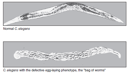 In the experiment of Figure 25.16, suggest reasons why the n536, n355, and n540 strains have an egg-laying defect. FIGURE 25.16 Identification of mutations that affect the timing of development in C. elegans.  <div style=padding-top: 35px> 