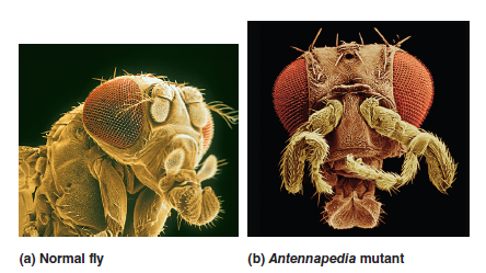 Based on the photographs in Figure 25.13, in which segments would the Antp gene normally be expressed FIGURE 25.13 The Antennapedia mutation in Drosophila. Genes Traits (a) A normal fly with antennae. (b) This mutant fly has a gain-of-function mutation in which the Antp gene is expressed in the embryonic segment that normally gives rise to antennae. The expression of Antp causes this region to have legs rather than antennae.  <div style=padding-top: 35px> 