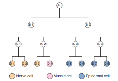 A hypothetical cell lineage is shown here.   A gene, which we will call gene X, is activated in the B-1 cell, so the B-1 cell will progress through the proper developmental stages to produce three nerve cells (D-1, D-2, and D-3) and one muscle cell (D-4). Gene X is normally inactivated in A-1, C-1, and C-2 cells, as well as the four D cells. Draw the expected cell lineages if a heterochronic mutation had the following effects: A. Gene X is turned on one cell division too early. B. Gene X is turned on one cell division too late.<div style=padding-top: 35px> 