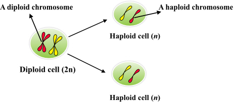 The term diploid is defined, as the two sets of chromosomes present in a single cell. The diploid condition is notated as (      a.). The diploid cells are called as somatic cells. These cells are replicated by the mitosis process. Thus, they are not involved in the reproduction.The diploid cells of the human body includes: muscle cells, skin cells, and brain cells extra. All these cells have two copies of all chromosomes present in the cell.  Whereas, the haploid cells have a single set of chromosomes in a cell, the haploid condition is notated as      a.. The haploid cells are called as germ cells. These cells are synthesized by the meiosis process. Thus, the haploid cells are involved in the reproduction process.  The haploid cells of the human body includes: sperms in the males and egg cell in the females.    