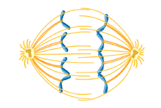 Which phase of mitosis is depicted in the drawing below   A) Prophase B) Prometaphase C) Metaphase D) Anaphase E) Telophase