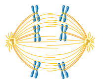 Which phase of meiosis is depicted in the drawing below A) Metaphase of meiosis I B) Metaphase of meiosis II C) Anaphase of meiosis I D) Anaphase of meiosis II